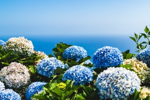 The Beauty and Symbolism of Hydrangea Bouquets: A Guide for Flower Enthusiasts
